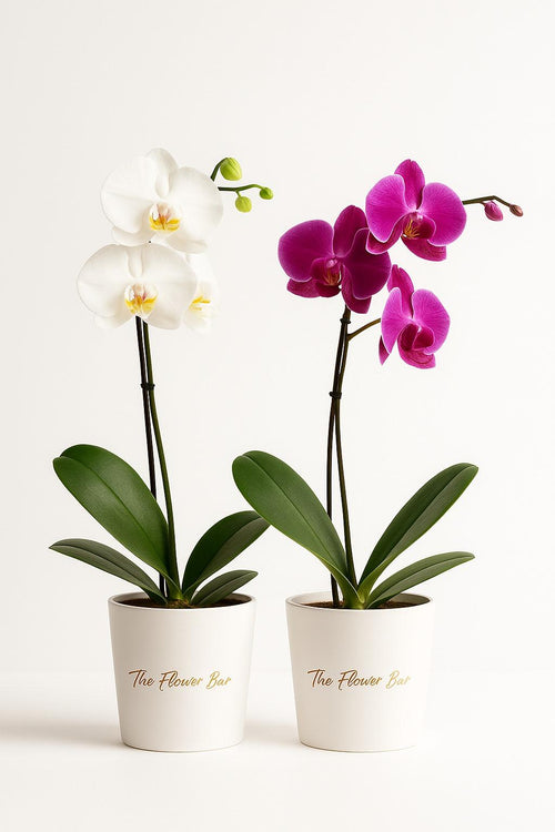Orchid Plant