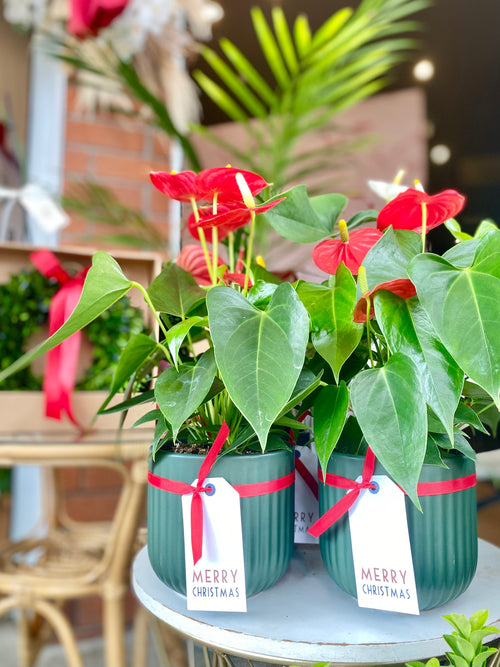Christmas Anthuriums