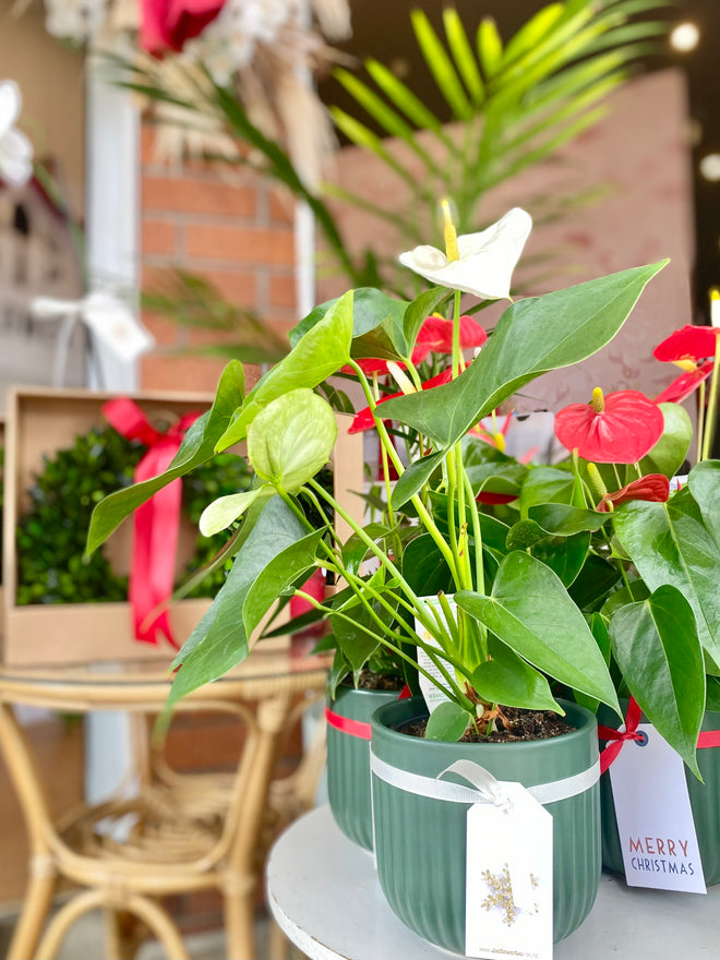 Christmas Anthuriums