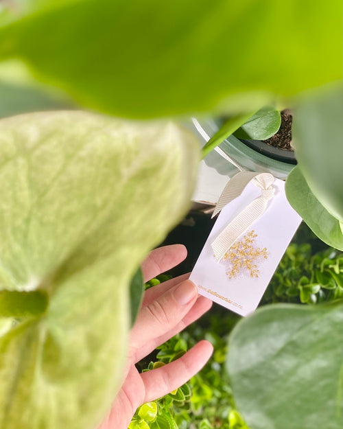 Christmas Anthuriums