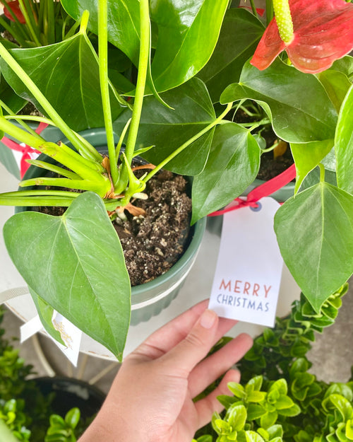 Christmas Anthuriums
